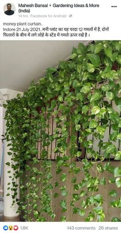 a green plant growing on the side of a wall