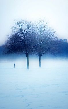 two trees in the middle of a snow covered field