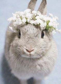 a rabbit wearing a flower crown on its head