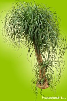 a palm tree with lots of green leaves in front of a green background that says houseplant 101