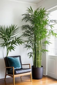 there is a chair next to a tall plant in the living room with wood flooring