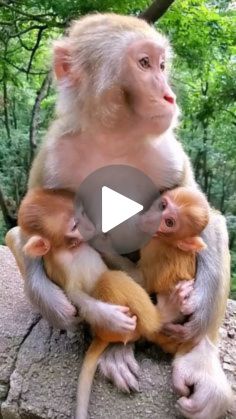 two monkeys sitting on top of each other in front of some trees and rocks with one monkey holding the baby