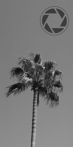 a black and white photo of a palm tree in front of a circular logo on the top of it