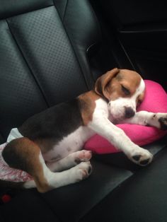 a brown and white dog laying on top of a pink pillow in the back seat of a car