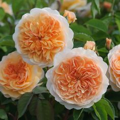 three white and yellow flowers with green leaves