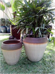 two potted plants sitting on top of a grass covered ground next to each other