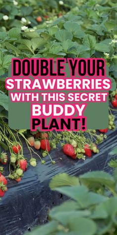 strawberries growing in the ground with text saying double your strawberries with this secret buddy plant