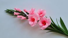 some pink flowers are on a white surface