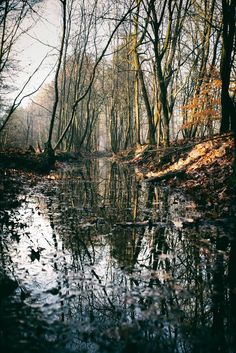 a small stream running through a forest filled with trees