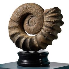 an animal's shell on top of a black pedestal