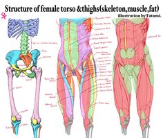 the muscles are labeled in chinese and english