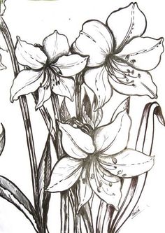 a drawing of some flowers in black and white