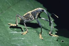 a close up of a bug on a leaf