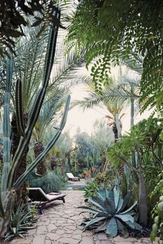 an outdoor garden with cactus and succulents in the foreground, surrounded by palm trees