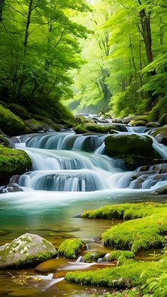 a stream running through a lush green forest