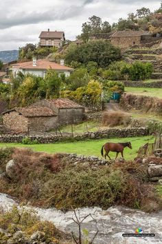 a brown horse standing on top of a lush green field next to a river and buildings