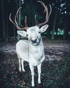 a white deer with large antlers standing in the woods