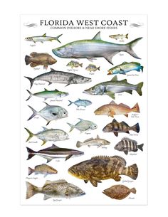 the florida west coast fish poster is shown in various colors and sizes, along with different species