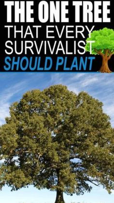 Off Grid Survival, Survival Ideas, Mask Hair, Urban Survival, Survival Techniques, Prepper Survival, Homestead Survival, Survival Life