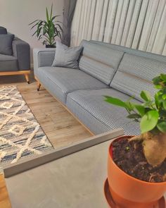 a living room filled with furniture and a potted plant