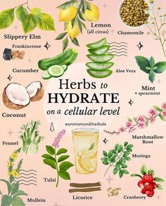 Herbs to Hydrate on a Cellular Level Poster High quality resin-coated photo base paper. Satin photo finish, maximum color gamut, dmax, and image resolution Magia Das Ervas, Medical Herbs, Magic Herbs, Herbal Apothecary, Natural Healing Remedies, Herbal Healing, Herbal Magic, Herbs For Health, Cellular Level