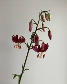 a flower that is growing out of a vase on a table with white wall in the background