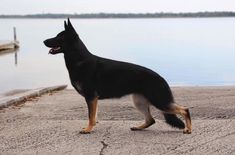 a black and brown dog standing on top of a cement ground next to the water