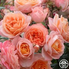 pink and orange roses are blooming in the garden