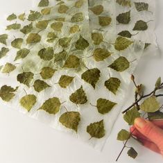 a person holding onto some leaves on top of a piece of white paper that has been cut in half