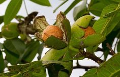 the fruit is still on the tree and ready to be picked from it's leaves