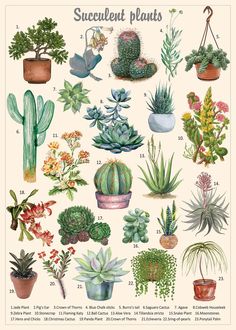 a poster with different types of succulent plants