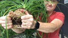 a man is holding up some plants in his hands, with grass growing out of it