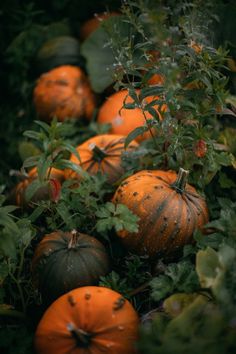 many pumpkins are growing in the bushes