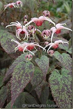 pink and white flowers with green leaves in the background