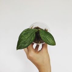 a person holding up a plant in a glass bowl