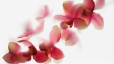 some pink flowers are blowing in the wind on a white background with blurry petals