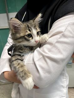 a person holding a small kitten in their arms while wearing a stethoscope