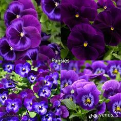 purple pansies are growing in the garden