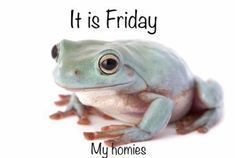 a frog with the caption it is friday my homies