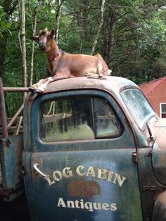 a dog sitting on top of an old truck