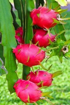 Dragon Fruit Drinks, Dragon Fruit Aesthetic, Dragons Tattoos, Purple Dragon Fruit, Dragon Fruit Flower, Dragon Fruit Varieties