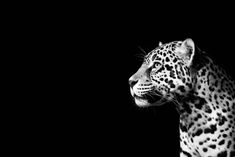 a black and white photo of a leopard looking off into the distance with its head turned to the left