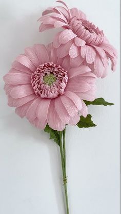 two pink flowers on a white background