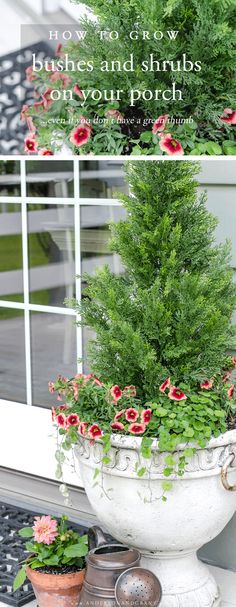 a potted plant with red flowers in it