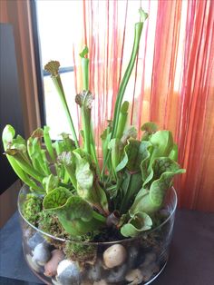 a glass bowl filled with plants and rocks