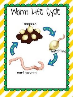 the worm life cycle is shown in this poster