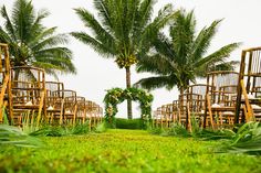 rows of wooden chairs sitting on top of a lush green field next to palm trees