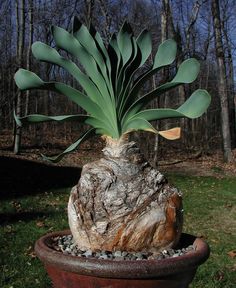 a large plant is growing out of a tree stump