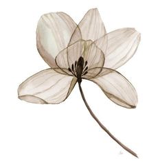 a drawing of a flower on a white background