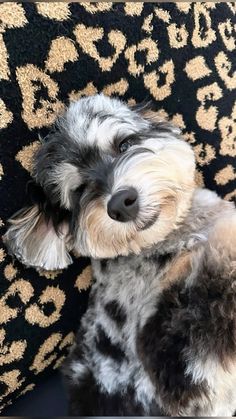 a small dog sitting on top of a couch next to a black and white leopard print wall